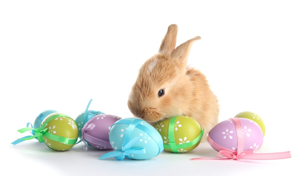 holidays can destroy instagram engagement. unlike this bunny.