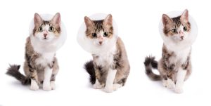 Cats in Instagram Sales Funnel