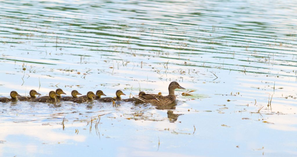 duck and ducklings do Instagram followers matter