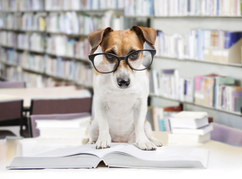 dog with glasses and book Instagram Stories