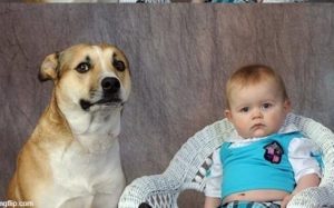 baby and dog meme