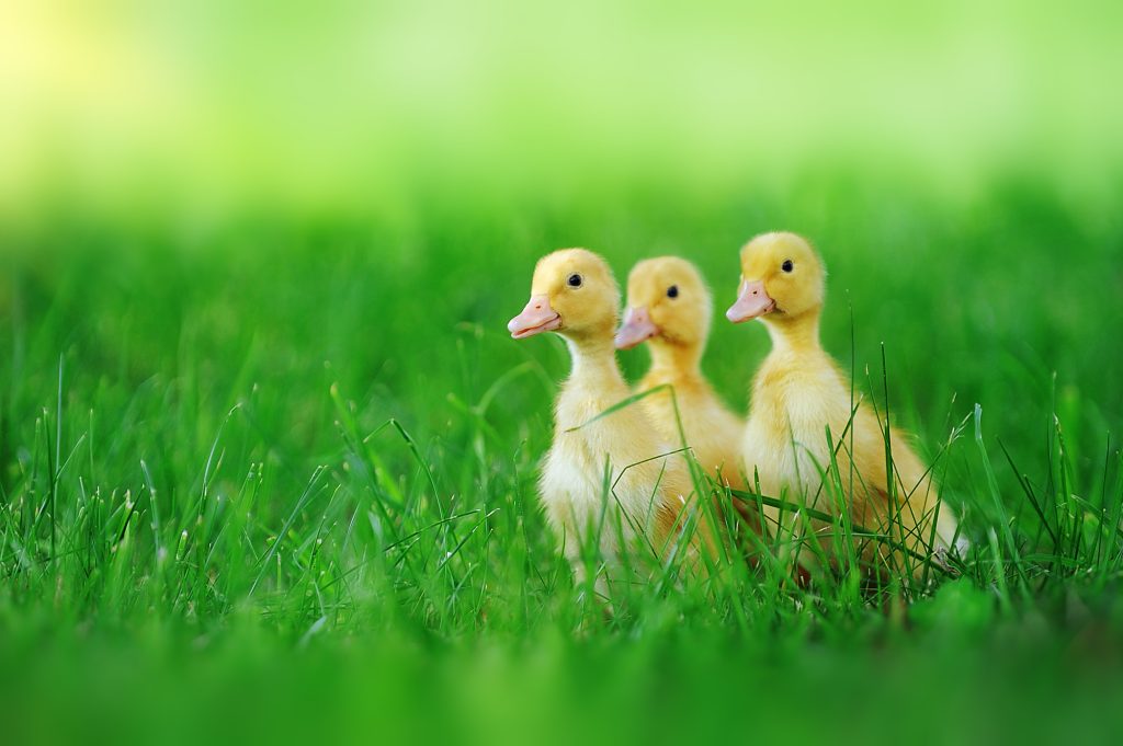 ducklings follow/ unfollow on green grass 2020