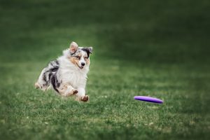 Dog fetching frisbee, don't give up when Instagram growth is hard