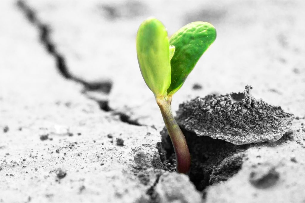 Sprout growing through cement, signifying growing with theme pages