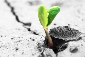 Sprout growing through cement, signifying growing with theme pages