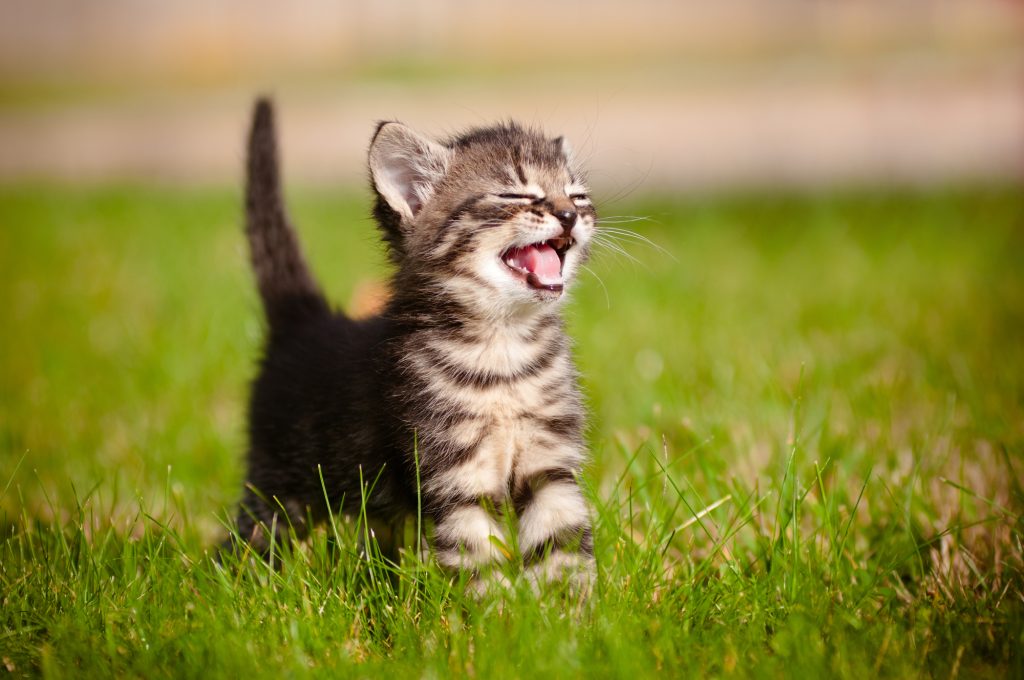 Tabby kitten outdoors call to action, CTA