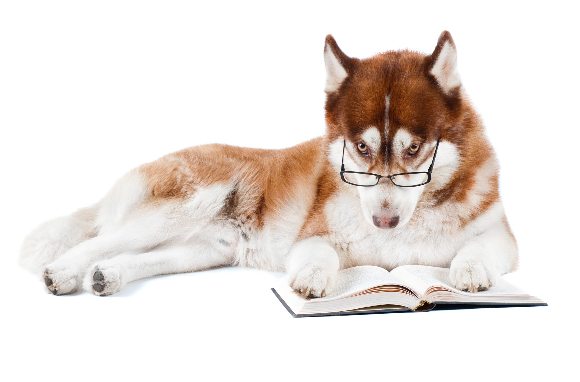 Husky with glasses and book, social strategy vs social tactics